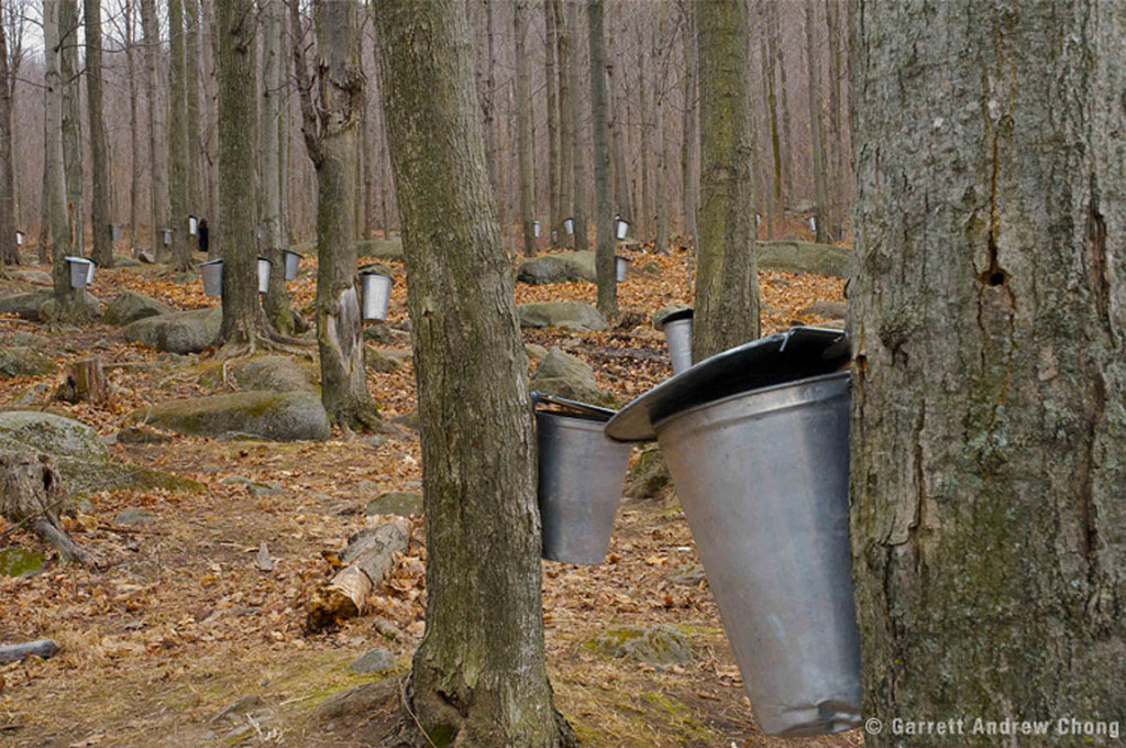 Farming Maple Syrup, Quebec, CDN